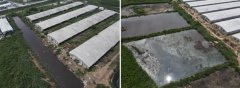滨州沾化：岔河屋子附近养殖场粪便直排，当地不该管吗？